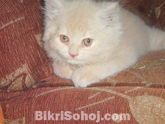 Female persian cat